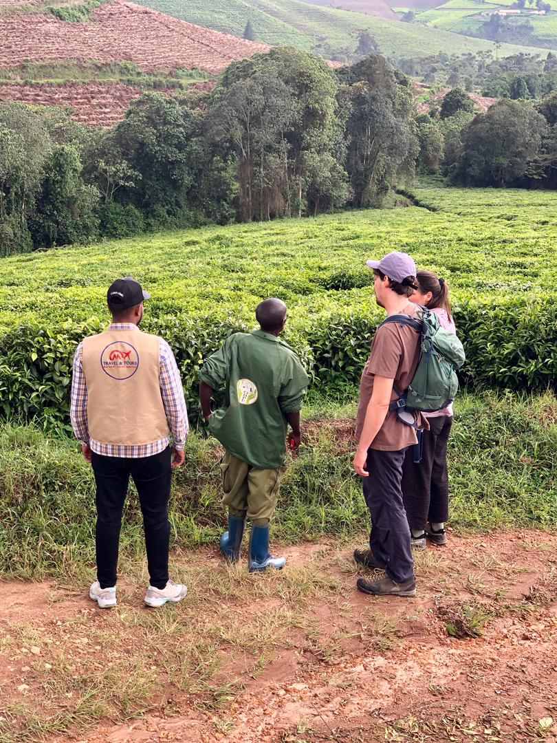 Scenic road passing through Teza tea plantations